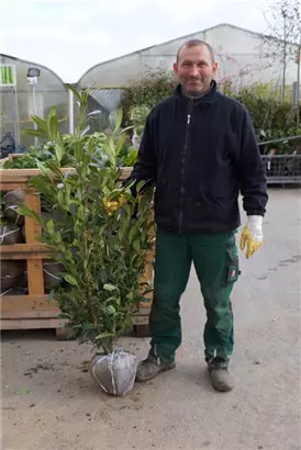 Aufrechte Lorbeerkirsche 'Herbergii' - Prunus lauroc.'Herbergii' - Heckenpflanzen
