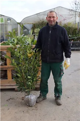 Aufrechte Lorbeerkirsche 'Herbergii' - Prunus lauroc.'Herbergii' - Heckenpflanzen
