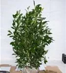 Aufrechte Lorbeerkirsche 'Herbergii' - Prunus lauroc.'Herbergii' - Heckenpflanzen