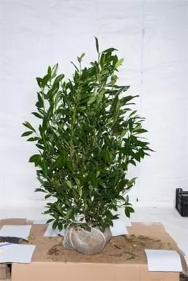 Aufrechte Lorbeerkirsche 'Herbergii' - Prunus lauroc.'Herbergii' - Heckenpflanzen
