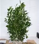 Aufrechte Lorbeerkirsche 'Herbergii' - Prunus lauroc.'Herbergii' - Heckenpflanzen