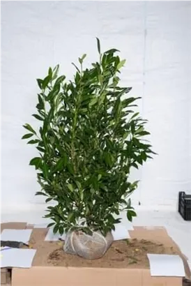 Aufrechte Lorbeerkirsche 'Herbergii' - Prunus lauroc.'Herbergii' - Heckenpflanzen