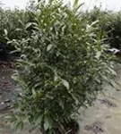 Aufrechte Lorbeerkirsche 'Herbergii' - Prunus lauroc.'Herbergii' - Heckenpflanzen