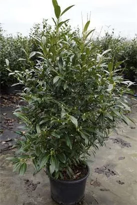 Aufrechte Lorbeerkirsche 'Herbergii' - Prunus lauroc.'Herbergii' - Heckenpflanzen