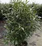 Aufrechte Lorbeerkirsche 'Herbergii' - Prunus lauroc.'Herbergii' - Heckenpflanzen