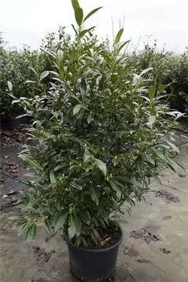 Aufrechte Lorbeerkirsche 'Herbergii' - Prunus lauroc.'Herbergii' - Heckenpflanzen