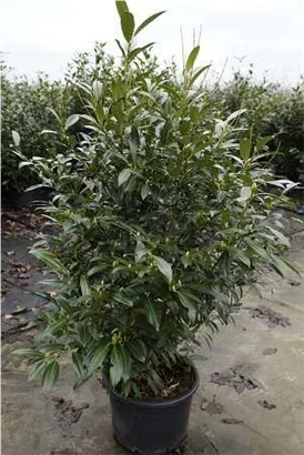 Aufrechte Lorbeerkirsche 'Herbergii' - Prunus lauroc.'Herbergii' - Heckenpflanzen