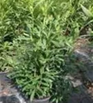 Aufrechte Lorbeerkirsche 'Herbergii' - Prunus lauroc.'Herbergii' - Heckenpflanzen