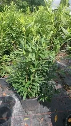Aufrechte Lorbeerkirsche 'Herbergii' - Prunus lauroc.'Herbergii' - Heckenpflanzen