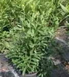 Aufrechte Lorbeerkirsche 'Herbergii' - Prunus lauroc.'Herbergii' - Heckenpflanzen