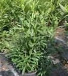Aufrechte Lorbeerkirsche 'Herbergii' - Prunus lauroc.'Herbergii' - Heckenpflanzen