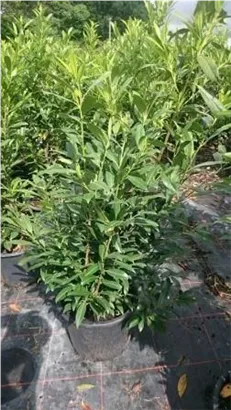 Aufrechte Lorbeerkirsche 'Herbergii' - Prunus lauroc.'Herbergii' - Heckenpflanzen
