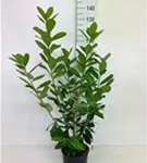 Kirschlorbeer 'Novita' - Prunus lauroc.'Novita' - Heckenpflanzen