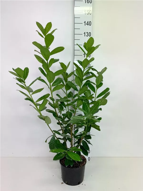 Kirschlorbeer 'Novita' - Prunus lauroc.'Novita' - Heckenpflanzen