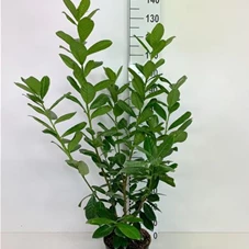 Prunus lauroc.'Novita' - Heckenpflanzen, C 4 - Aktion 80- 100