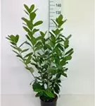 Kirschlorbeer 'Novita' - Prunus lauroc.'Novita' - Heckenpflanzen