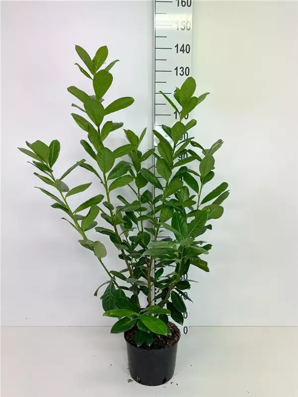 Kirschlorbeer 'Novita' - Prunus lauroc.'Novita' - Heckenpflanzen