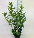 Kirschlorbeer 'Novita' - Prunus lauroc.'Novita' - Heckenpflanzen