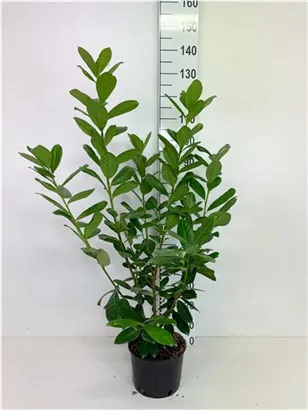 Kirschlorbeer 'Novita' - Prunus lauroc.'Novita' - Heckenpflanzen