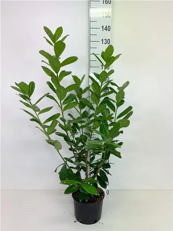 Kirschlorbeer 'Novita' - Prunus lauroc.'Novita' - Heckenpflanzen