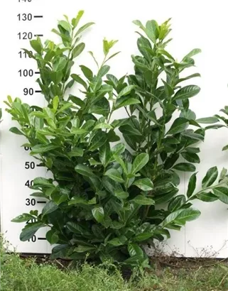 Kirschlorbeer 'Novita' - Prunus lauroc.'Novita' - Heckenpflanzen