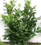 Kirschlorbeer 'Novita' - Prunus lauroc.'Novita' - Heckenpflanzen