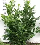 Kirschlorbeer 'Novita' - Prunus lauroc.'Novita' - Heckenpflanzen