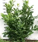 Kirschlorbeer 'Novita' - Prunus lauroc.'Novita' - Heckenpflanzen