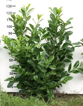 Kirschlorbeer 'Novita' - Prunus lauroc.'Novita' - Heckenpflanzen