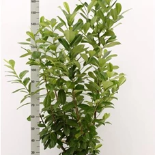Prunus lauroc.'Novita' - Heckenpflanzen, C 5 - Aktion 100-