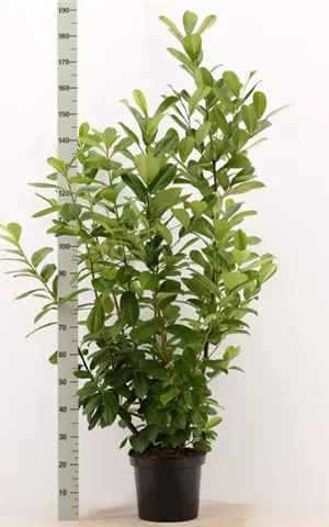 Prunus lauroc.'Novita' - Heckenpflanzen