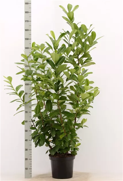 velvet leaf philodendron Buy Rare Philodendron Micans Velvet main image 1