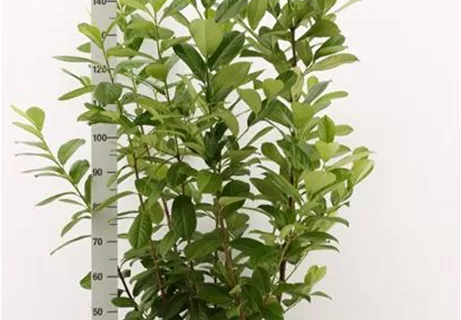 Prunus lauroc.'Novita' - Heckenpflanzen - Kirschlorbeer 'Novita'