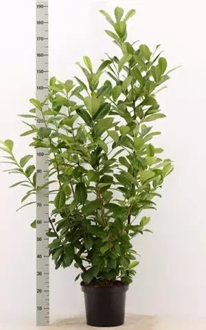 Prunus lauroc.'Novita' - Heckenpflanzen