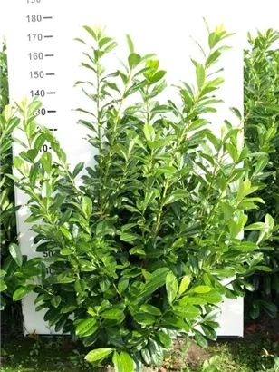Kirschlorbeer 'Novita' - Prunus lauroc.'Novita' - Heckenpflanzen