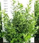 Kirschlorbeer 'Novita' - Prunus lauroc.'Novita' - Heckenpflanzen
