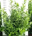 Kirschlorbeer 'Novita' - Prunus lauroc.'Novita' - Heckenpflanzen