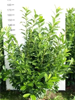 Kirschlorbeer 'Novita' - Prunus lauroc.'Novita' - Heckenpflanzen