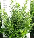 Kirschlorbeer 'Novita' - Prunus lauroc.'Novita' - Heckenpflanzen