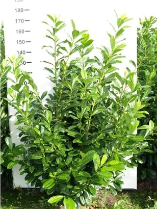 Kirschlorbeer 'Novita' - Prunus lauroc.'Novita' - Heckenpflanzen