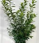 Kirschlorbeer 'Novita' - Prunus lauroc.'Novita' - Heckenpflanzen