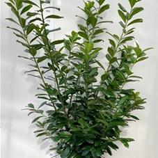 Prunus lauroc.'Novita' - Heckenpflanzen, C 25 150- 175