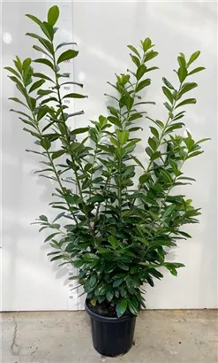 Kirschlorbeer 'Novita' - Prunus lauroc.'Novita' - Heckenpflanzen