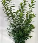 Kirschlorbeer 'Novita' - Prunus lauroc.'Novita' - Heckenpflanzen