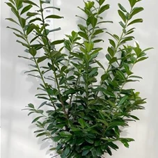 Prunus lauroc.'Novita' - Heckenpflanzen, C 25 150- 175