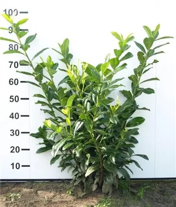Kirschlorbeer 'Novita' - Prunus lauroc.'Novita' - Heckenpflanzen