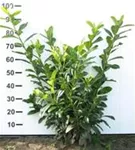 Kirschlorbeer 'Novita' - Prunus lauroc.'Novita' - Heckenpflanzen