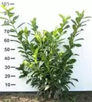 Kirschlorbeer 'Novita' - Prunus lauroc.'Novita' - Heckenpflanzen