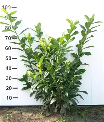 Kirschlorbeer 'Novita' - Prunus lauroc.'Novita' - Heckenpflanzen