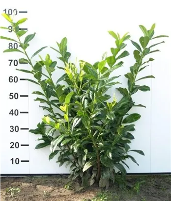 Kirschlorbeer 'Novita' - Prunus lauroc.'Novita' - Heckenpflanzen